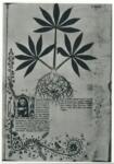 Anonimo , F. 175 della Historia Plantarum, ms. 459 della Biblioteca Casanatense di Roma