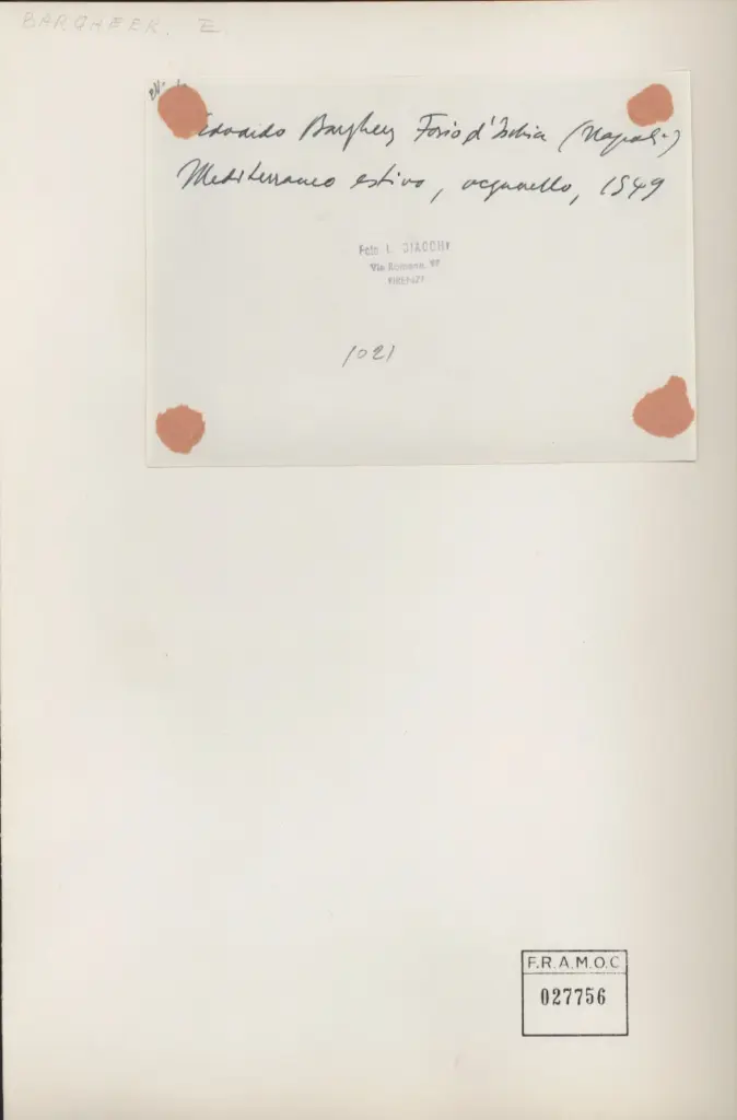 Ciacchi, Leonello , retro