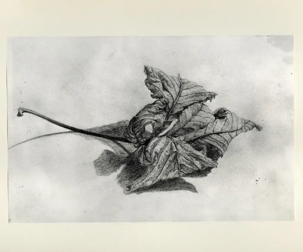 Anonimo, Anonimo , fronte