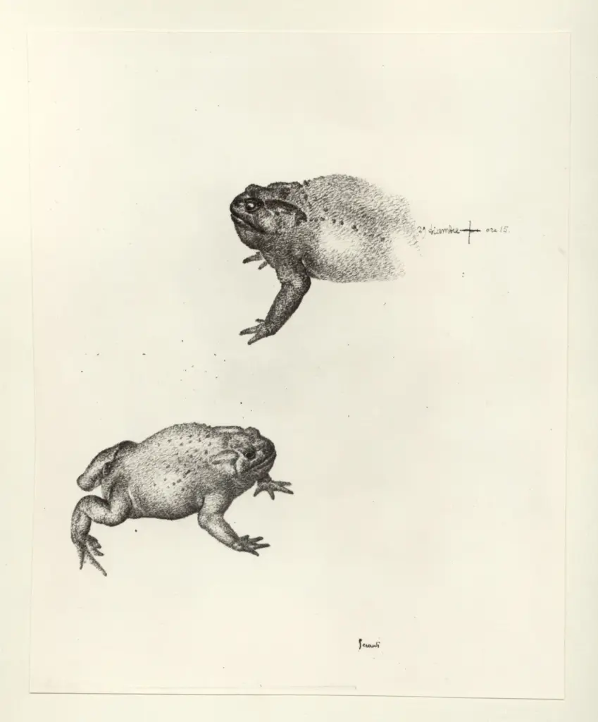 Anonimo, Anonimo , fronte