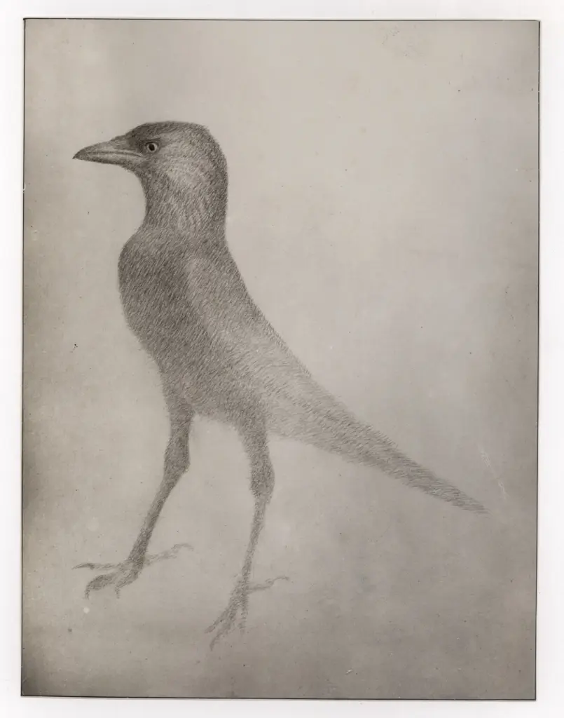 Anonimo, Anonimo , fronte