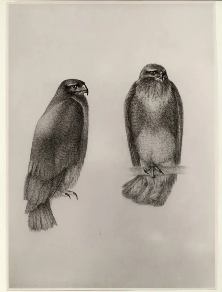 Anonimo, Anonimo , fronte