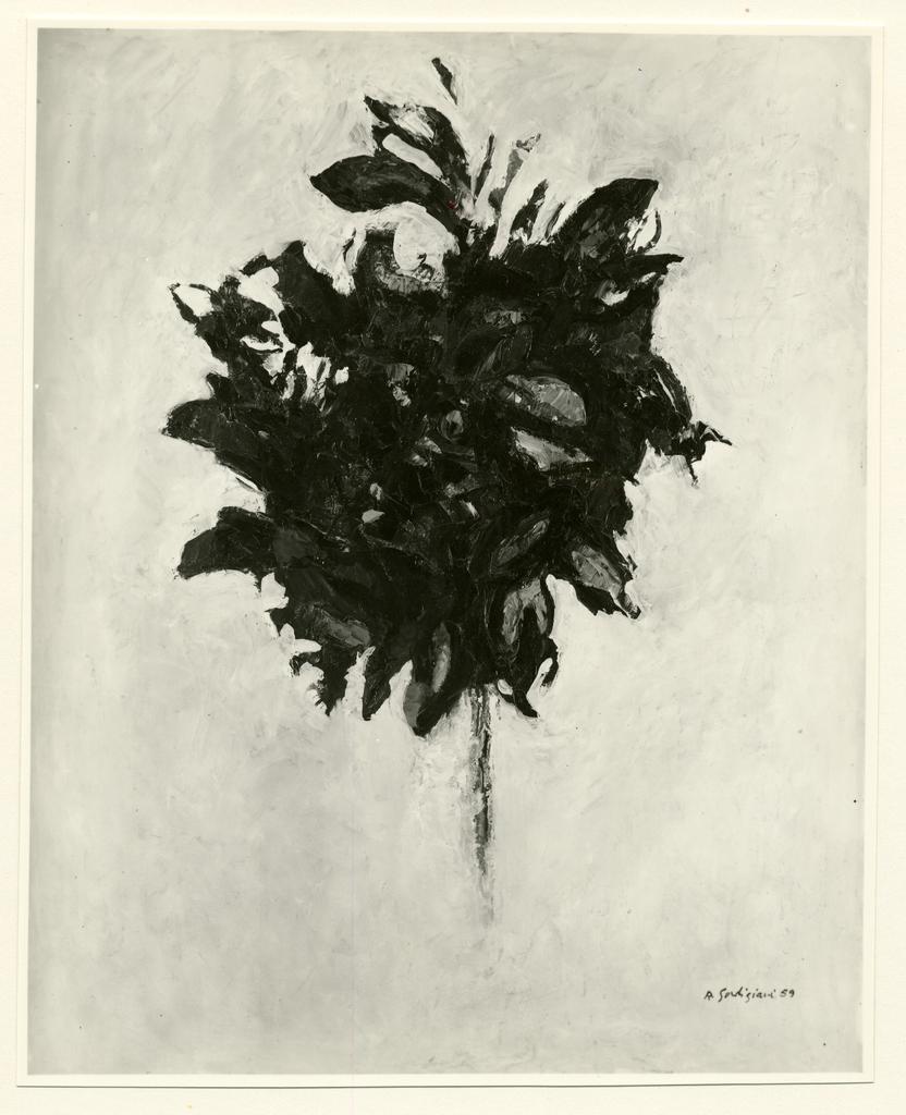 fronte