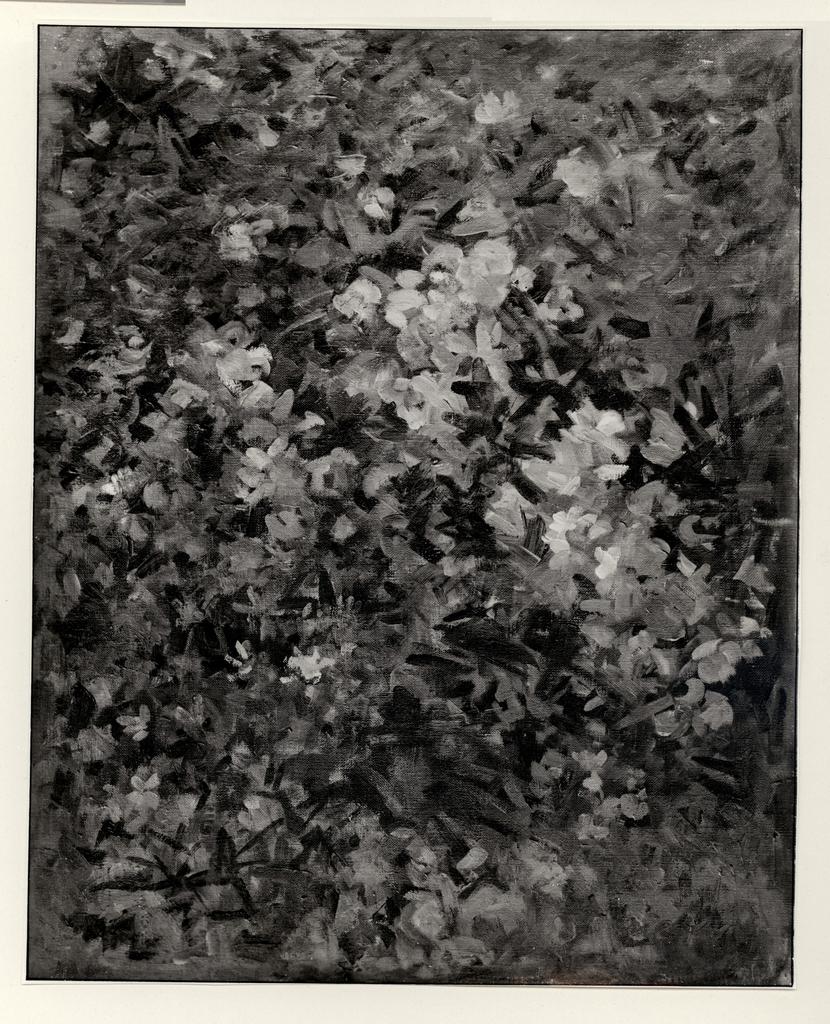 Fotografia Ferruzzi , fronte