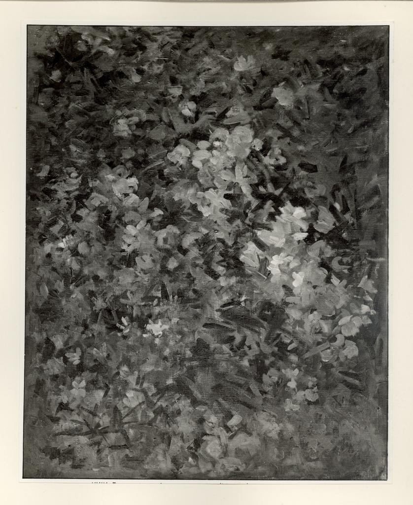 Fotografia Ferruzzi , fronte