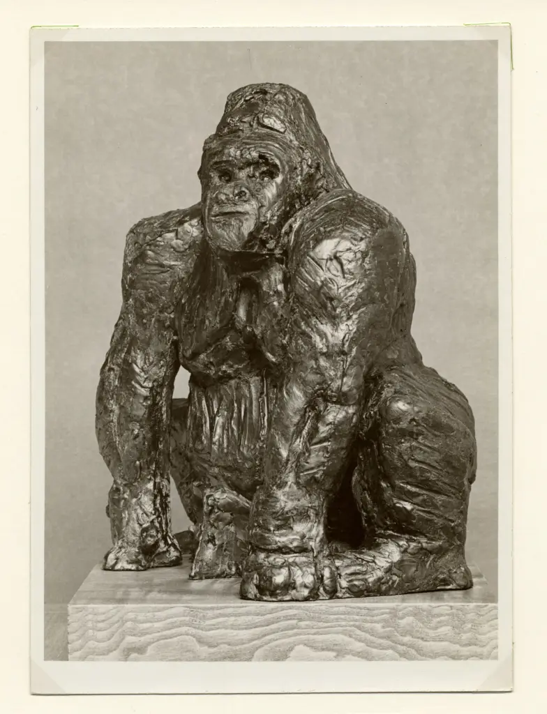 Anonimo , Maine, Angelo Camillo - sec. XX - Gorilla , fronte