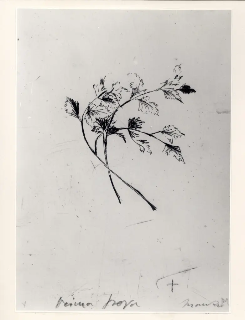 Savio, Oscar , fronte