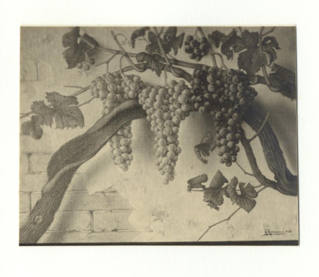 Marcucci, Mario , - Tralcio di uva