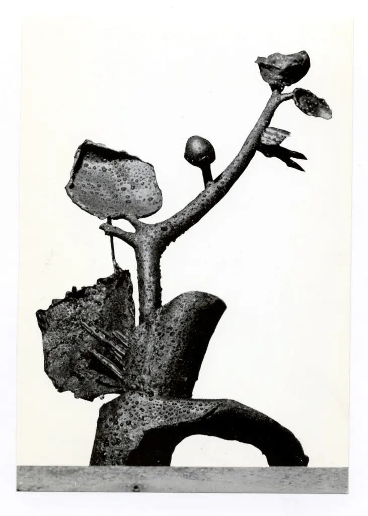 Anonimo , Mascherini, Marcello - sec. XX - Fiore d'inverno , fronte