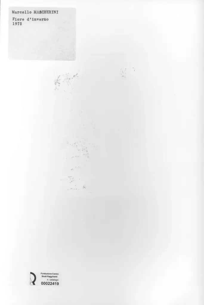 Anonimo , Mascherini, Marcello - sec. XX - Fiore d'inverno , retro