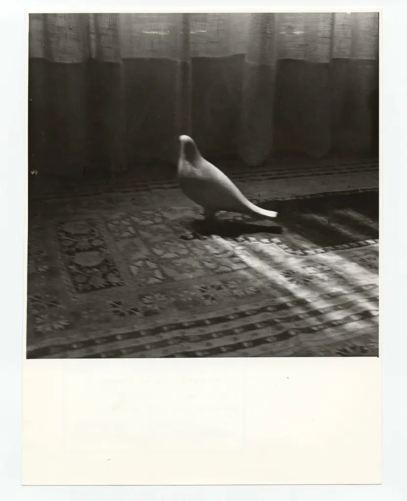 Anonimo , Momoli Longhini, Arturo - sec. XX - La colomba