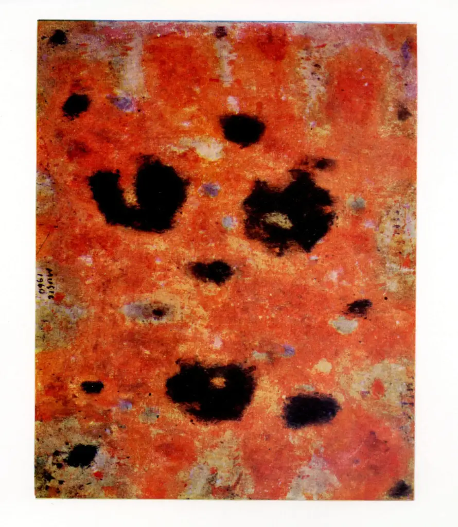 Anonimo , Music, Antonio - sec. XX - Terra dalmata