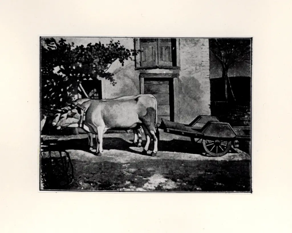 Pigato, Orazio , Buoi al sole