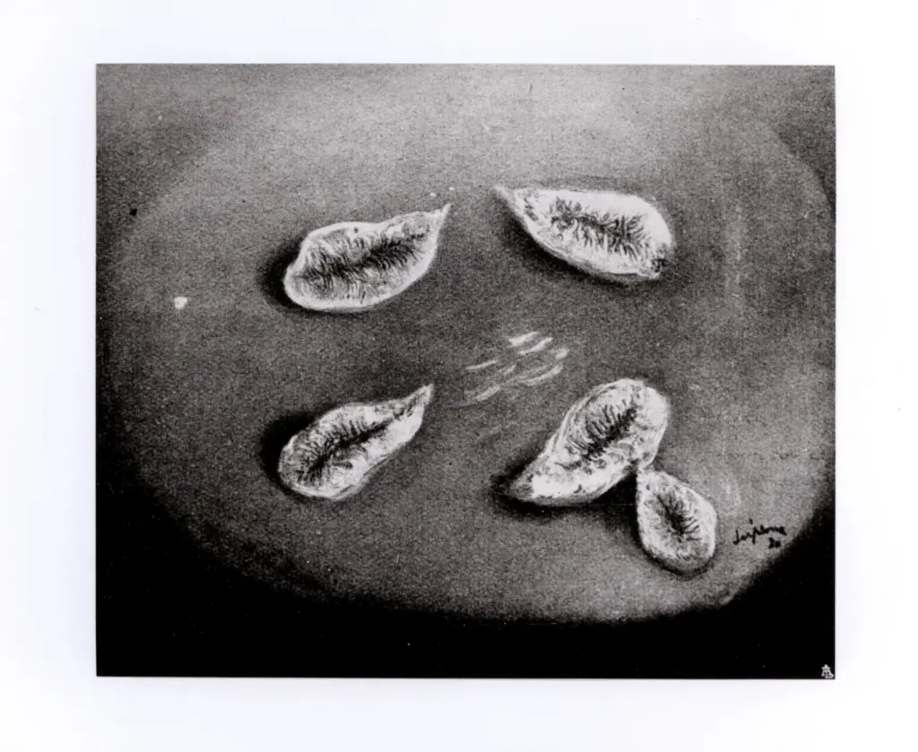 Anonimo, Anonimo , fronte