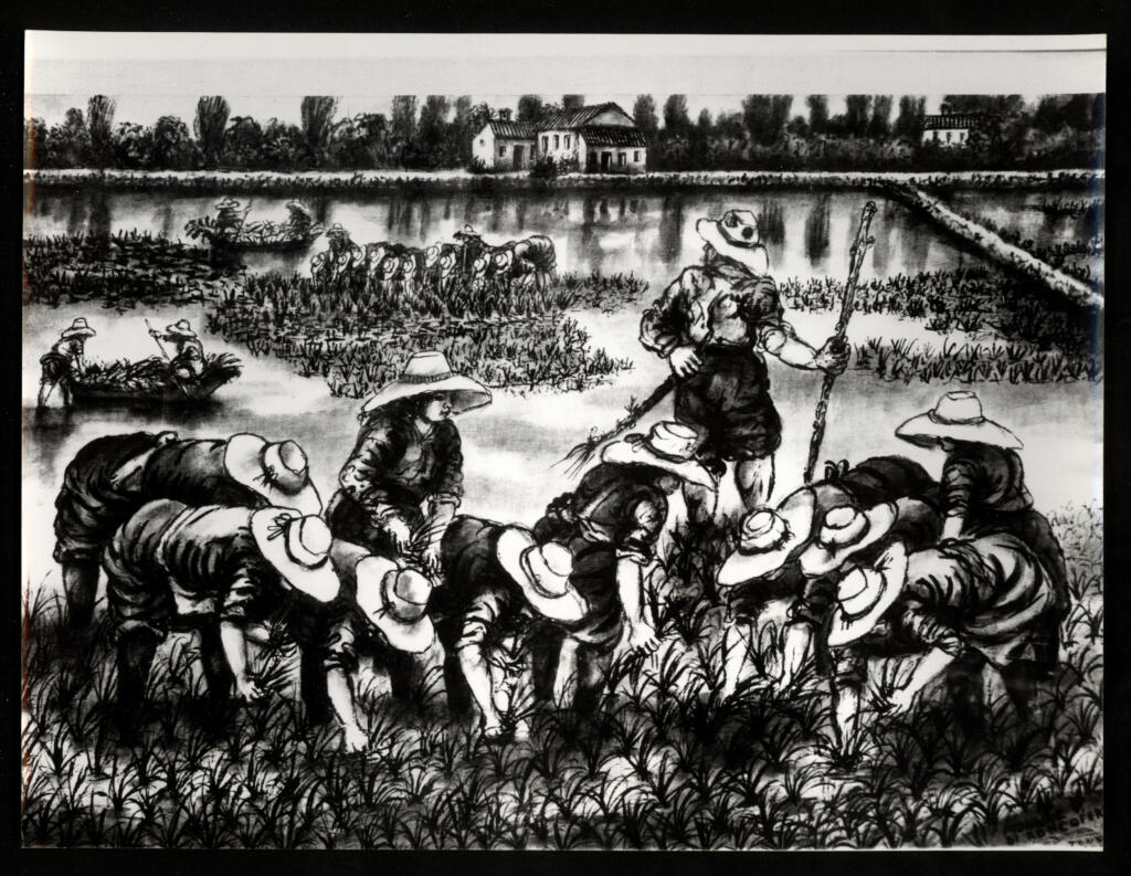 Anonimo , Zancanaro, Antonio - sec. XX - Mondine di Roncoferrato , fronte