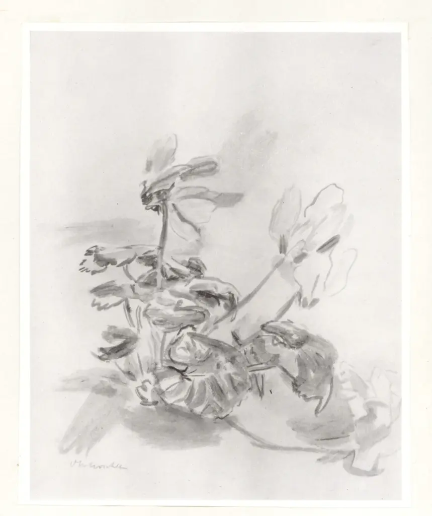 Anonimo, Anonimo , fronte