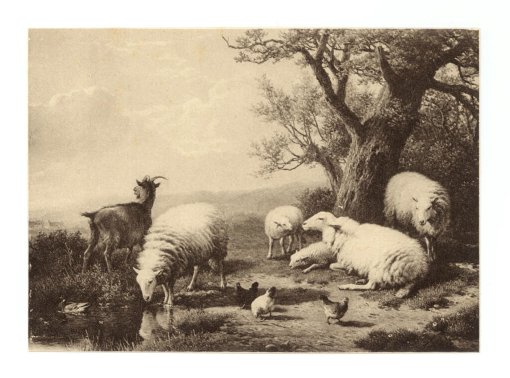 Anonimo , Verboeckhoven, Eugène - sec. XIX - Pecore , fronte