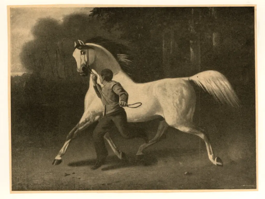 Anonimo , De Breux, Alfred - sec. XIX - Pferdebild , fronte