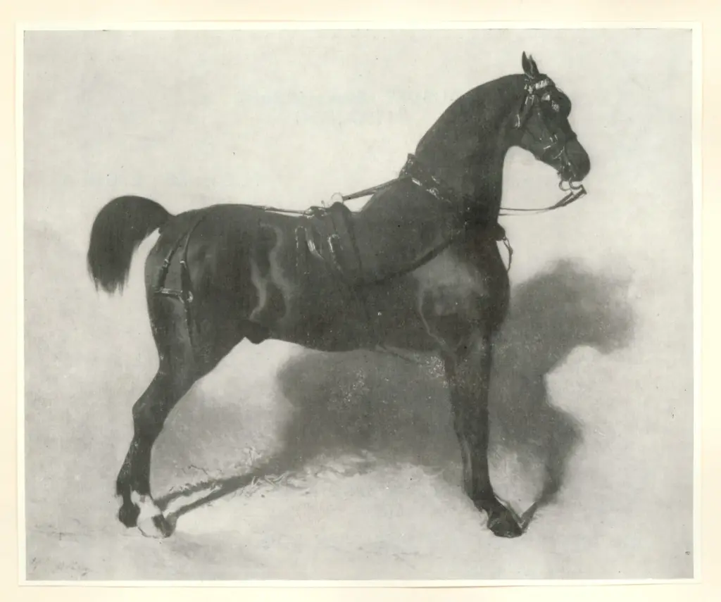 Anonimo , De Breux, Alfred - sec. XIX - Cavallo nero , fronte