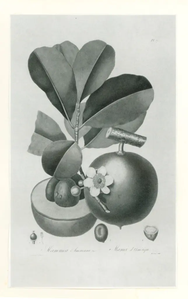 Anonimo , De Tussac, Richard - sec. XIX - Flore des Antilles , fronte