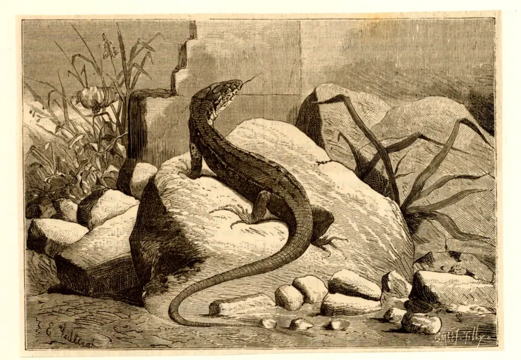 Guillerat, E. , Le L&eacute;zard des murailles -