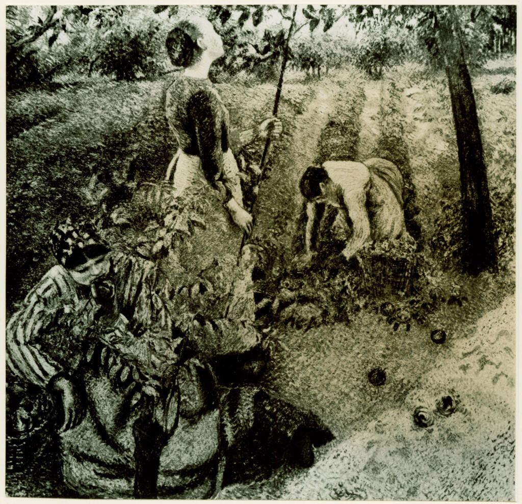 Anonimo , Pissarro, Camille - sec. XIX - Cueillette des Pommes
