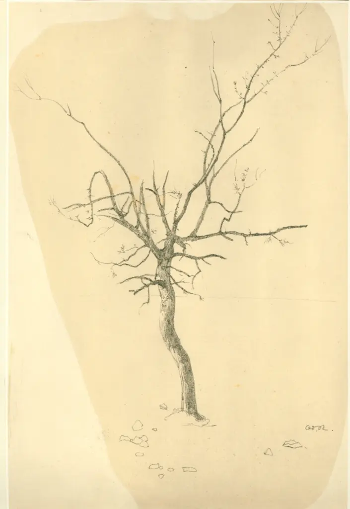 Redon, Odilon , Keimendes B&auml;umchen