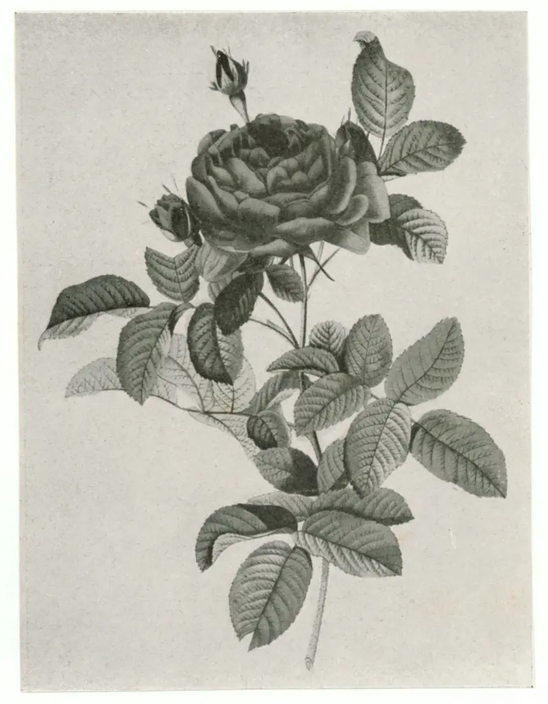 Anonimo , Redout&eacute;, Joseph - sec. XVIII/ XIX - Le Fleurs , fronte