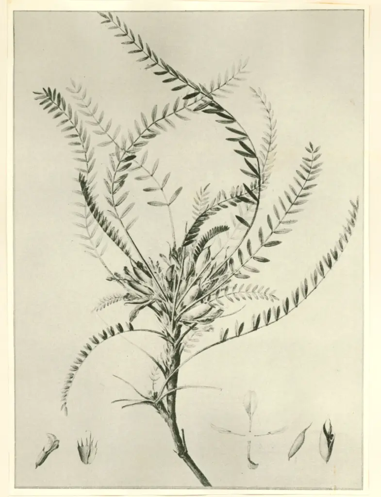 Anonimo , Redouté, Joseph - sec. XIX - Astralogia , fronte