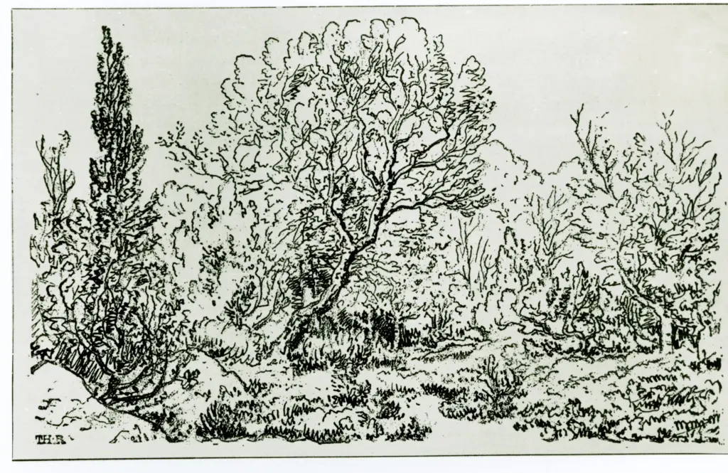 Anonimo, Anonimo , fronte