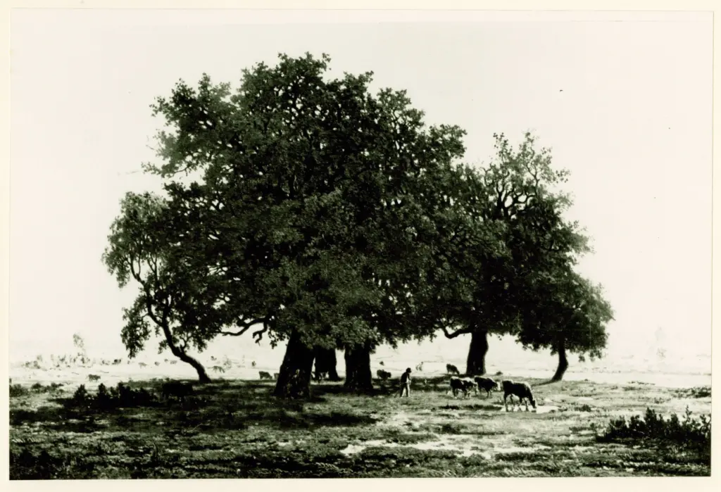 Anonimo , Rousseau, Th&eacute;odore - sec. XIX - Les Ch&ecirc;nes , fronte