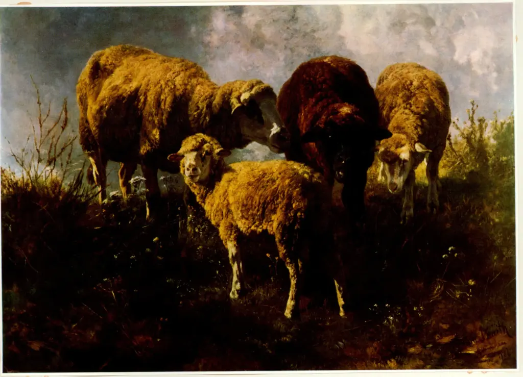 Anonimo , Braith, Anton - sec. XIX - Schafe auf der Weide , fronte