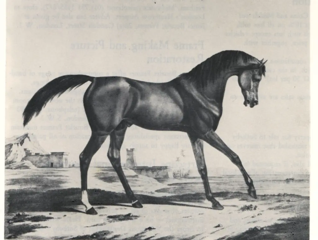 Anonimo , Kunst, Alfred Rudolf - sec. XIX - Cavallo al trotto , fronte