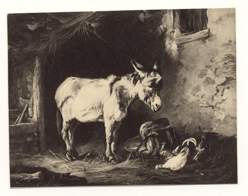 Anonimo , Voltz, Friedrich Johann - sec. XIX - Ritratto di asino , fronte
