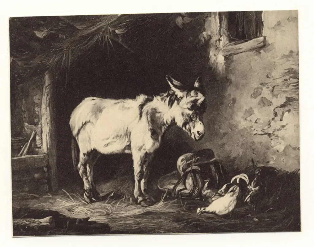 Anonimo , Voltz, Friedrich Johann - sec. XIX - Ritratto di asino , fronte