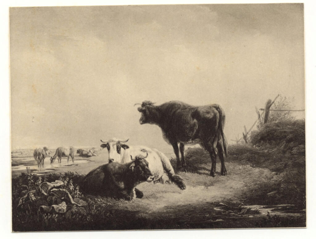 Anonimo , Voltz, Friedrich Johann - sec. XIX - Mucche , fronte