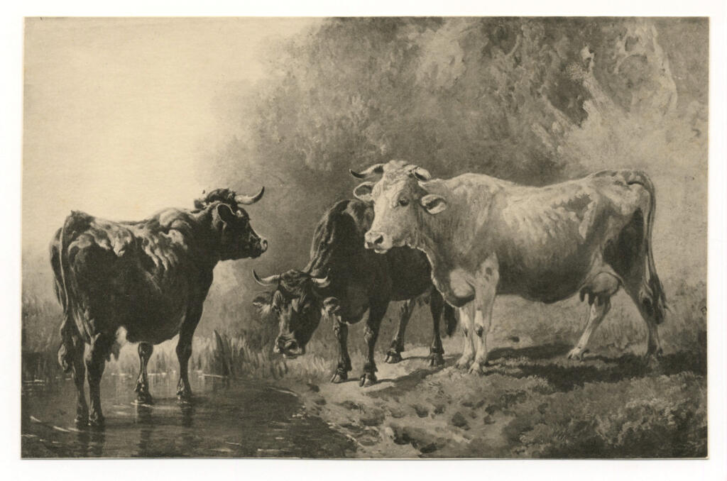 Anonimo , Voltz, Friedrich Johann - sec. XIX - Mucche sul fiume , fronte