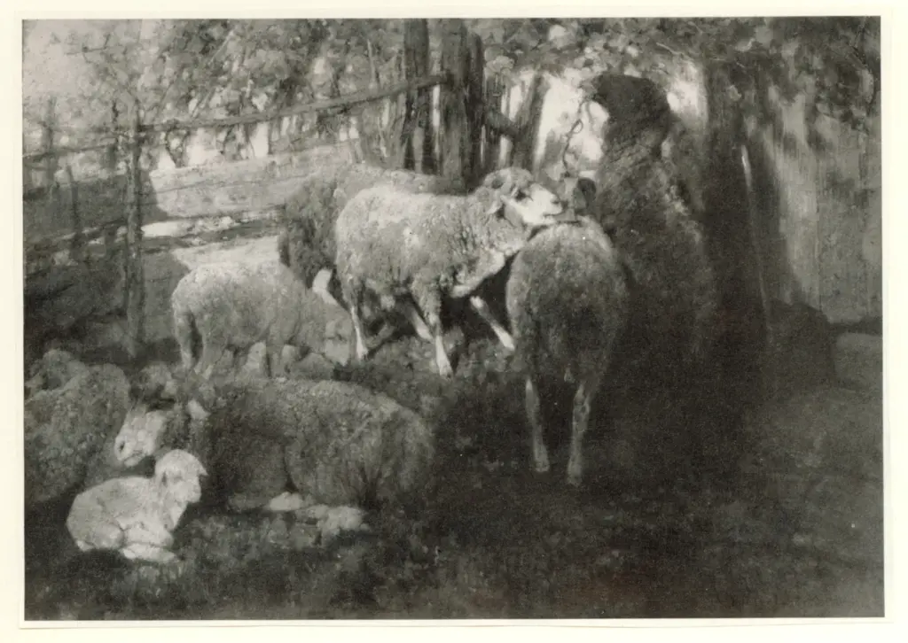 Zugel, Heinrich , Pecore al pascolo