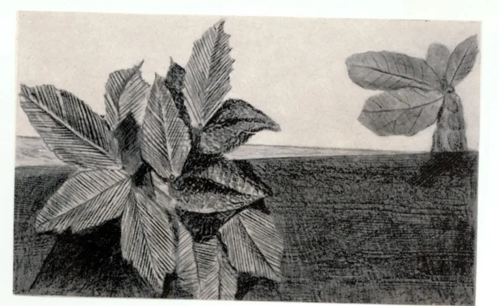 Anonimo, Anonimo , fronte