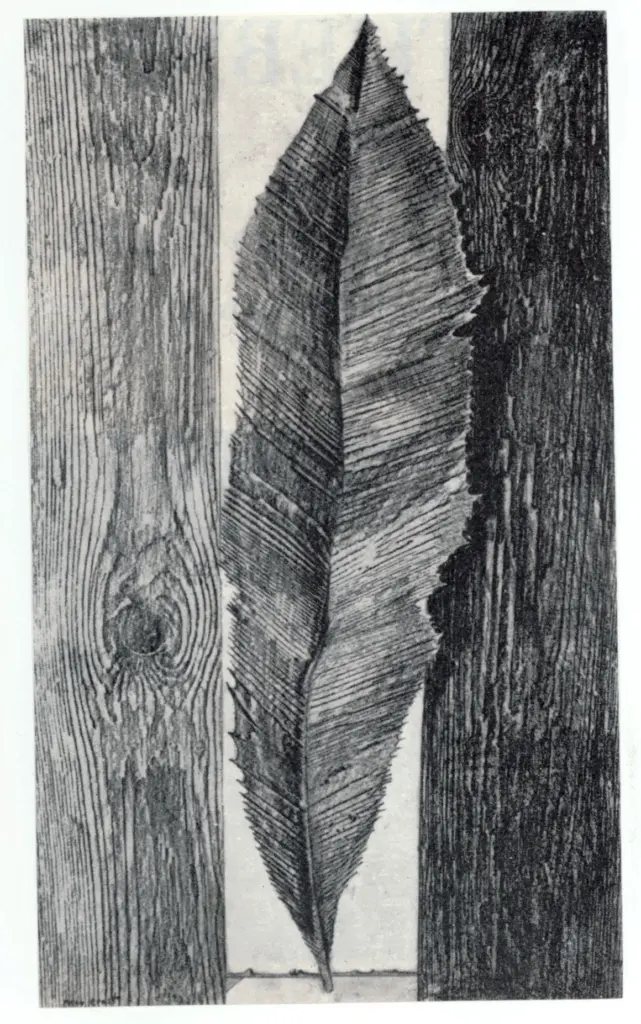 Anonimo, Anonimo , fronte