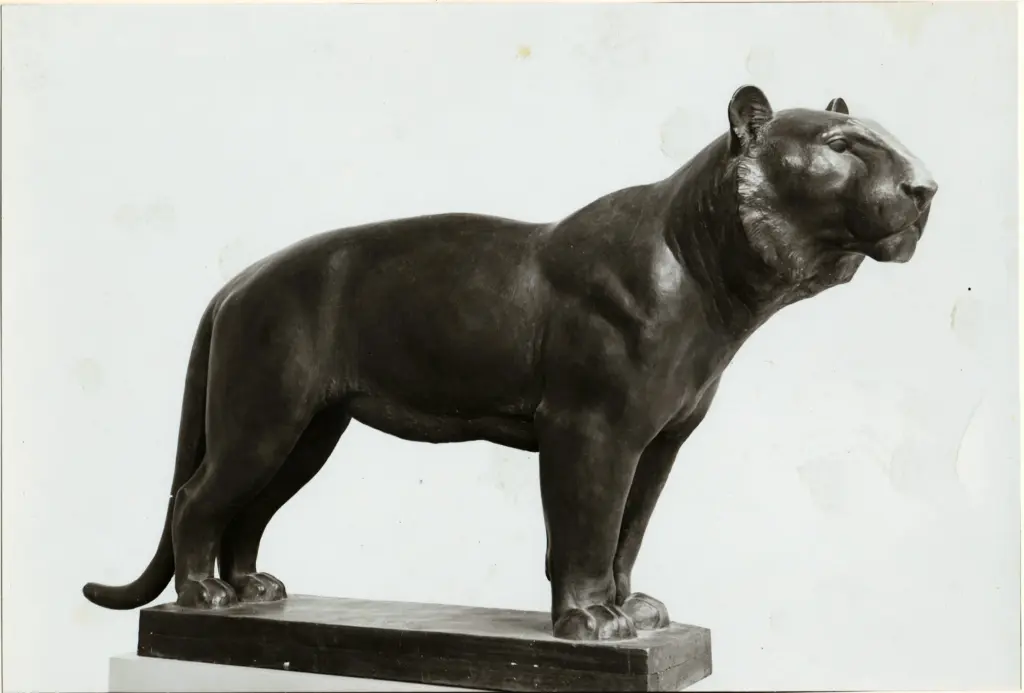 Fotografia Ferruzzi , Manz, Emil - sec. XX - Tigre , fronte