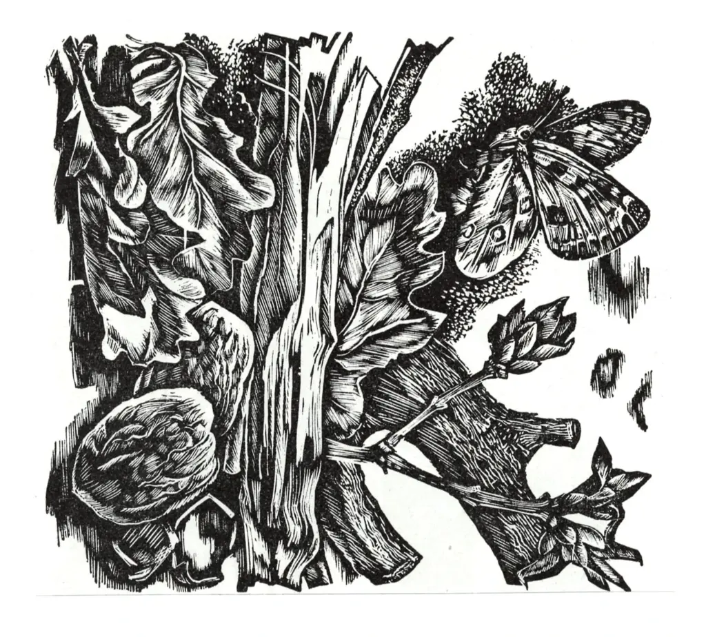 Anonimo , Orlowski, Hans - sec. XX - Natura morta con farfalla, tronco e foglie