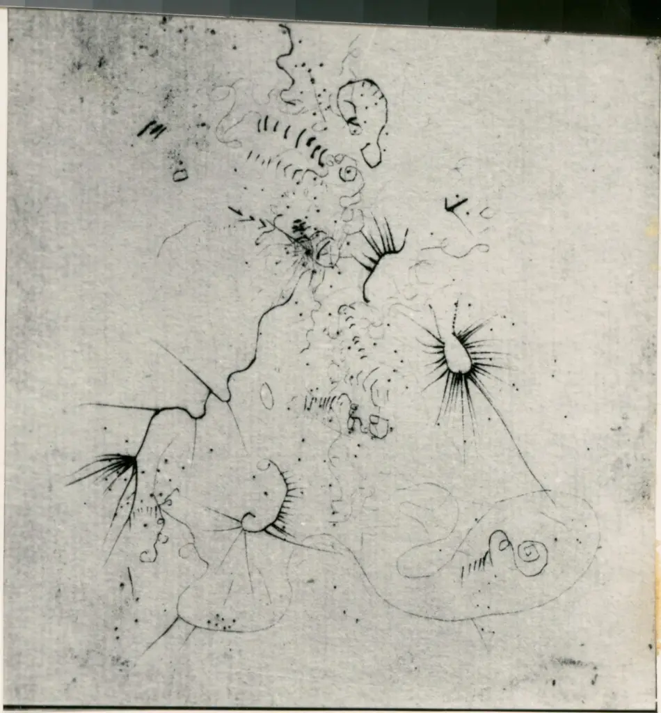 Fotografia Ferruzzi , Schulze Wols, Alfred Wolfgang Otto - sec. XX - Puntasecca , fronte