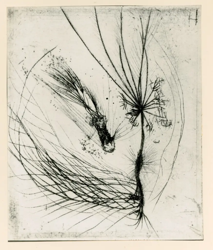 Fotografia Ferruzzi , Schulze Wols, Alfred Wolfgang Otto - sec. XIX - Puntasecca , fronte