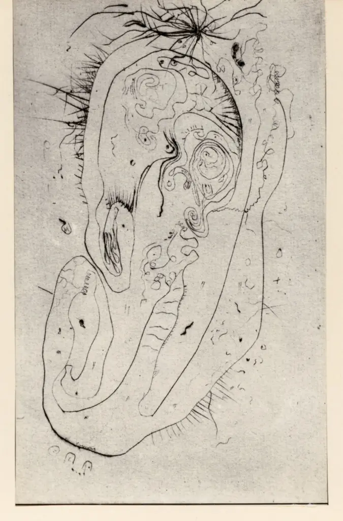 Fotografia Ferruzzi , fronte