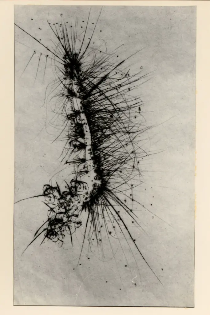 Fotografia Ferruzzi , fronte