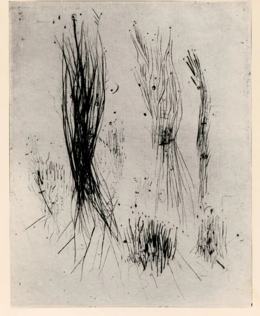 Fotografia Ferruzzi , fronte