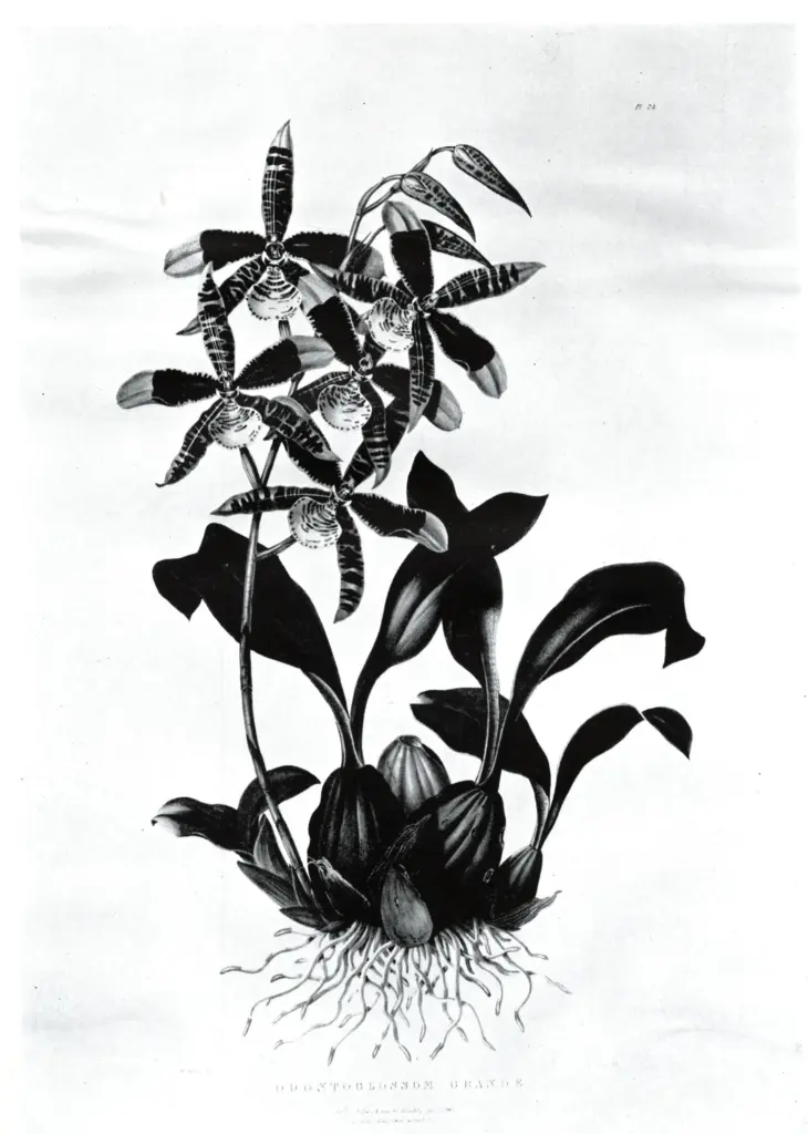 Anonimo, Anonimo , fronte