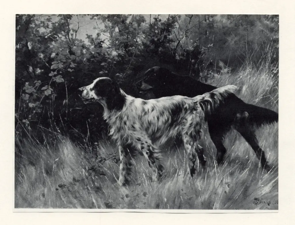 Blinks, Thomas , - due setter in campgna, - due setter in campgna