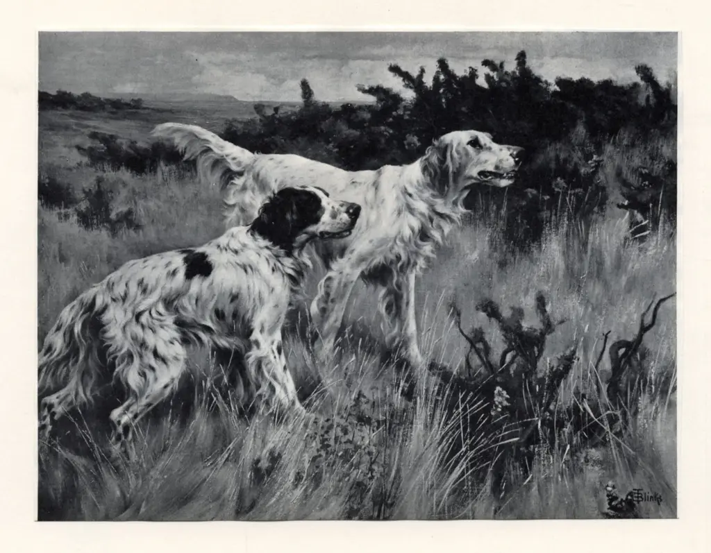 Blinks, Thomas , - due setter in campagna, - due setter in campagna